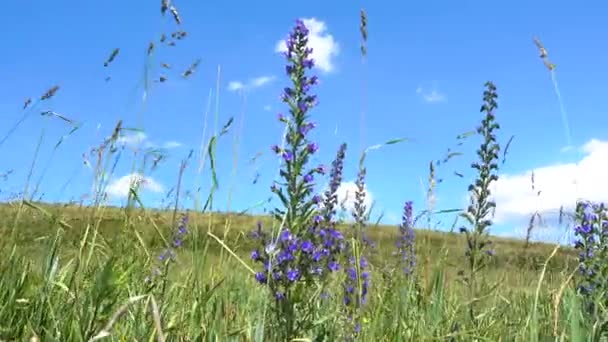 Wild grasses. Mixed grass. Summer sunny day. — Stock Video