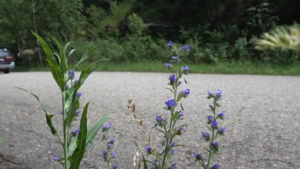 Żmijowiec (roślina) kwiaty w pobliżu drogi asfaltowej — Wideo stockowe