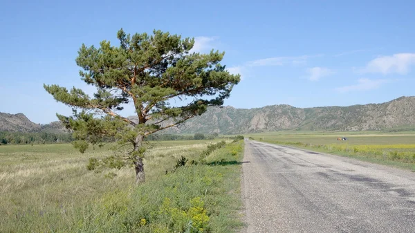Самотня сосна в полі біля шосе з горами на задньому плані — стокове фото