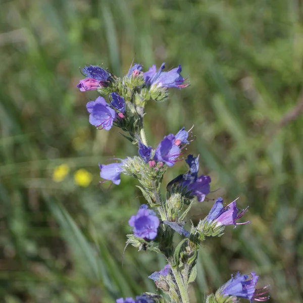 Viper's bugloss, blueweed (Blåeld) — Stockfoto