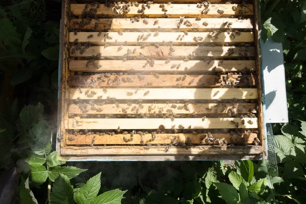 Tábua com favo de mel na colmeia. As abelhas rastejam ao longo da colmeia. Colmeia de abelhas aberta . — Fotografia de Stock