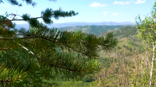 Branche de pin avec aiguilles vertes balancent dans le vent sur un fond de belles montagnes . — Video