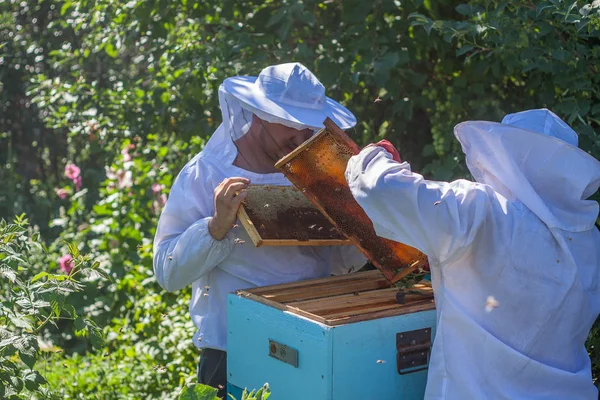 Two beekeepers work in the apiary — Stock Photo, Image