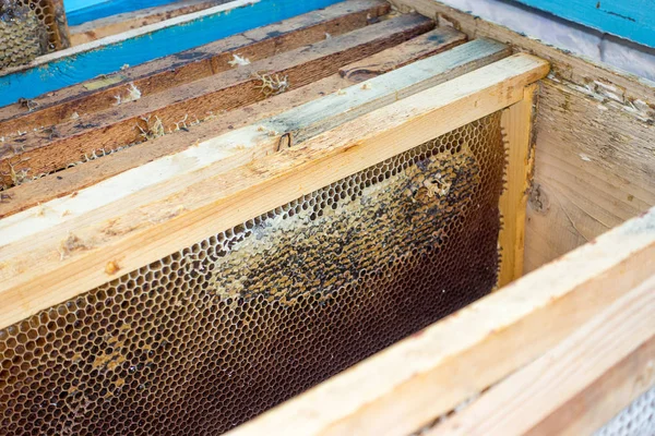 Bal ile sarı güzel petek çerçeve