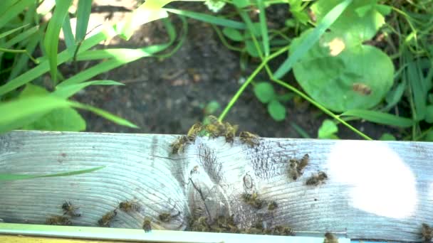 Imágenes en cámara lenta FullHD. Un montón de abejas en la entrada de la colmena en el colmenar . — Vídeo de stock