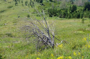 Dağ tepe ile bir çim alandaki tek ölü ağaç.