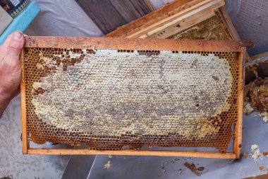 Bal ile sarı güzel petek çerçeve