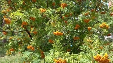 Üvez meyveleri, dağ kül Sorbus ağaç olgun berry ile