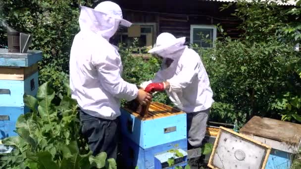 Des abeilles dans le rucher. Deux apiculteurs travaillant dans un rucher pour produire du miel . — Video