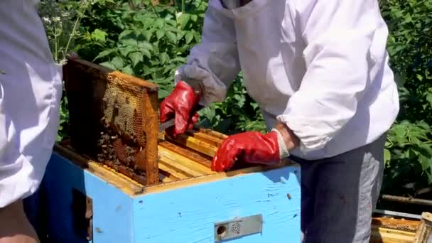 蜂房里的蜜蜂。两个养蜂人从事养蜂场来生产蜂蜜. — 图库视频影像