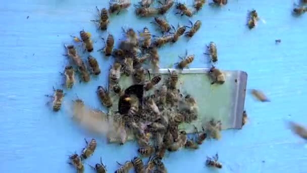 Bees fly in the tray. Entrance to the beehive. — Stock Video