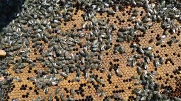 Larvas de abejas. Los panales están desarrollando larvas de abejas futura generación de insectos beneficiosos . — Vídeo de stock