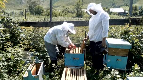 Abejas en colmenar. Dos apicultores trabajando en colmenar para producir miel . — Vídeos de Stock