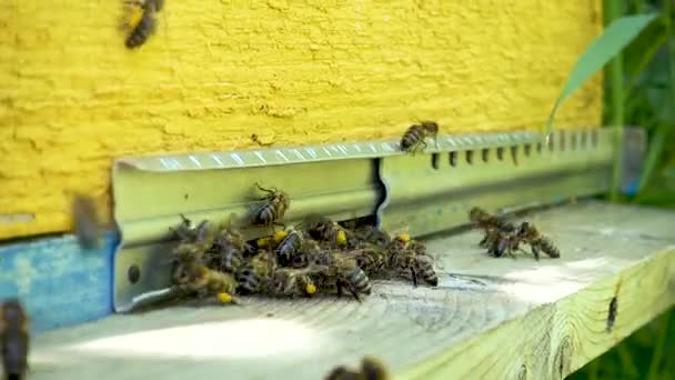 Bijen vliegen in de lade. Ingang van de Bijenkorf. — Stockvideo