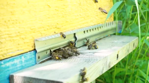 Пчелы летают в подносе. Вход в пчелиный улей . — стоковое видео