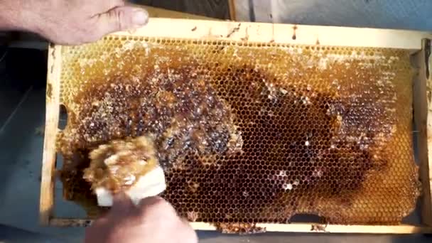Пчеловод открывает соты пчелиным ножом. Пчеловод с помощью вилки режет воск с рамы. . — стоковое видео
