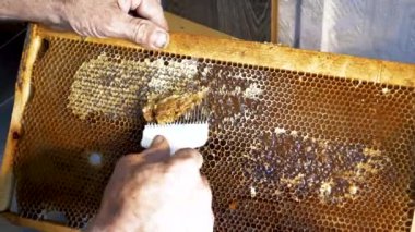 Arıcı peteğin arı bıçakla açma. Çerçeve balmumu kesmek için bıçak çatal kullanarak bir arıcı.