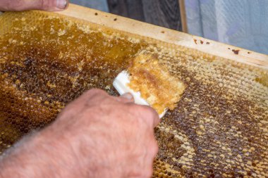 Petek hasat altın lezzetli ballar kapağını unwaxing çatal arıcı açılacaktır.