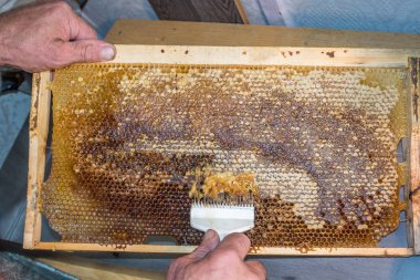 Petek hasat altın lezzetli ballar kapağını unwaxing çatal arıcı açılacaktır.