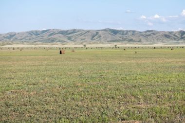 Haymaking çayır Dağları'nın arka plan ile. Doğu Kazakistan bölgesi