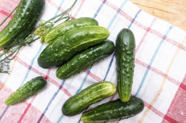 Taze yeşil salatalık ve mutfak ekose havlu üzerine dereotu.