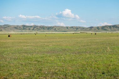 Haymaking çayır Dağları'nın arka plan ile. Doğu Kazakistan bölgesi