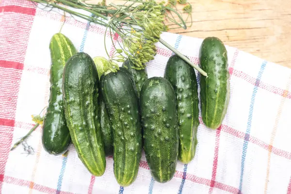 Fresh green cucumbers and dill on kitchen plaid towel. — Stock Photo, Image