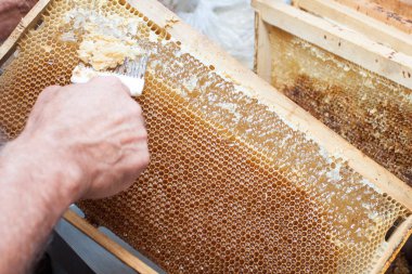 Petek hasat altın lezzetli ballar kapağını unwaxing çatal arıcı açılacaktır.