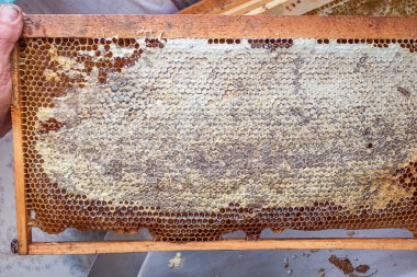 Bal ile sarı güzel petek çerçeve