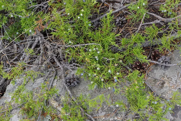 Juniperus communis växten närbild. — Stockfoto