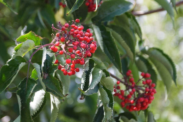 Sambucus racemosa portre görünümünde bahçede şube.