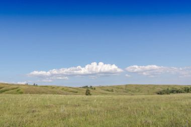 Sarı-yeşil tepe ve gökyüzü bulutlu. Yabani otlar.