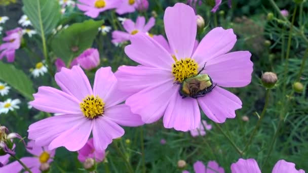 라이트 핑크 코스모스 꽃에 꽃 풍뎅이과 곤충 — 비디오