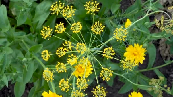 Paraplu Dille in de tuin — Stockvideo