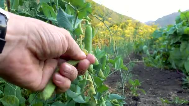 Рука відриває зелений гороховий стручок в саду — стокове відео