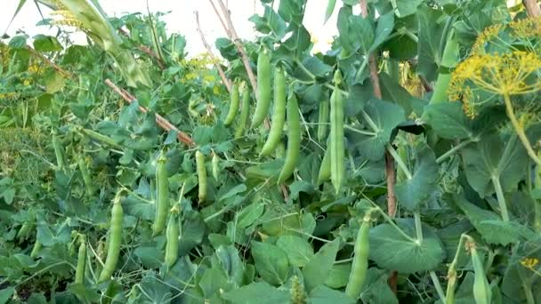 Schoten grüner Erbsen im Garten. — Stockvideo