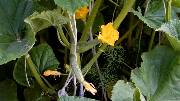 Uma flor de um pepino e um pequeno pepino em uma fábrica no jardim . — Vídeo de Stock