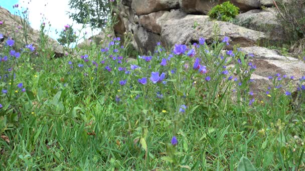 Blühende Sommerwildblumen Blaukraut, echium vulgare in den Bergen Ostkasachstans — Stockvideo