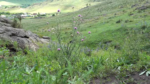 Planta que sopla en el viento — Vídeos de Stock