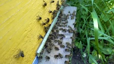 Kovan girişinde arılar var..