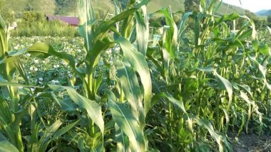 Organik bahçe içinde Mısır ağaç yeşil yaprakların yakın çekim