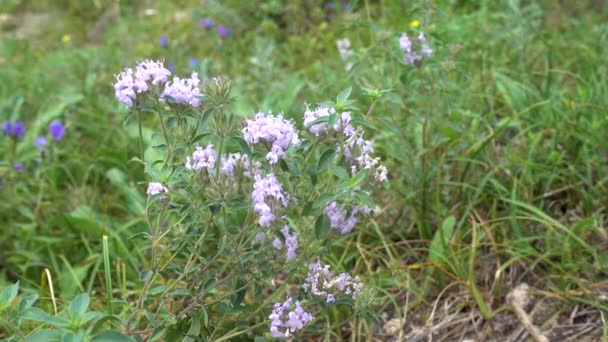 Breckland tijm in het veld — Stockvideo