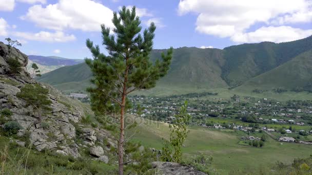 Lonely pine on a background of green mountains — Stock Video