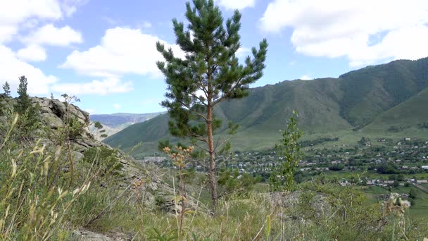 Eenzame pine op een achtergrond van groene bergen — Stockvideo