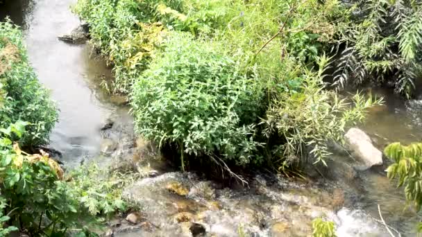 Un arroyo fluye a través de un prado verde . — Vídeo de stock