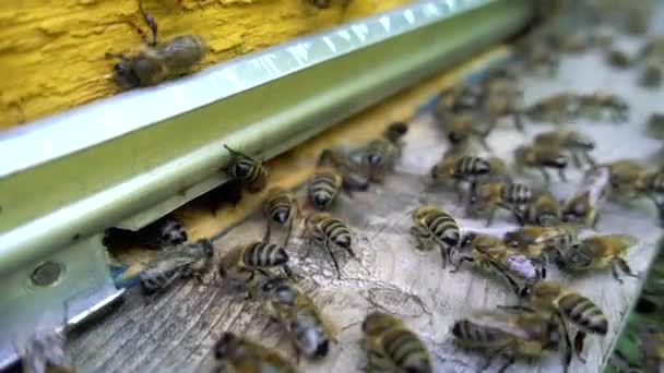 Пчелы у входа в улей. — стоковое видео