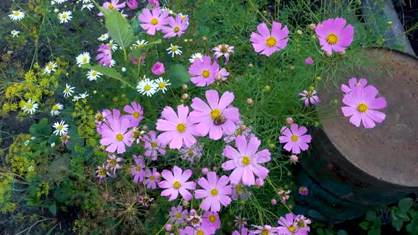 Flor del cosmos rosa en el jardín — Vídeos de Stock