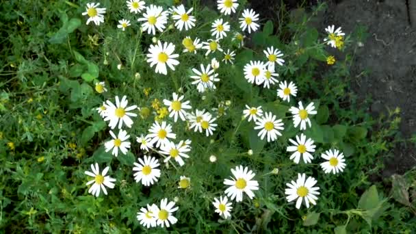 Manzanilla, mayweed perfumado, floreciendo en el borde del campo . — Vídeo de stock