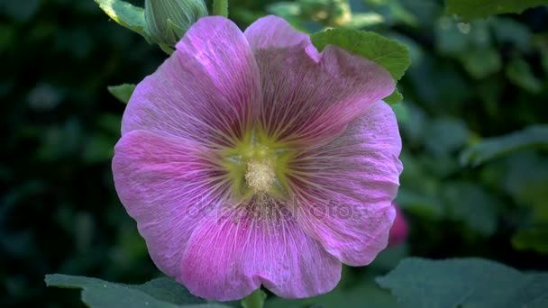 Flor de malva de cerca — Vídeos de Stock