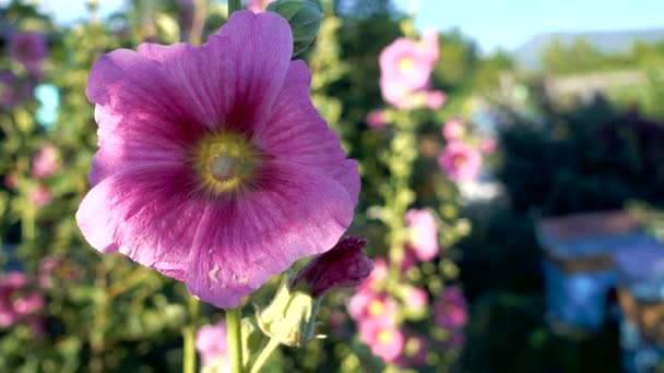 Flor de malva de cerca — Vídeo de stock